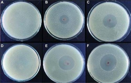 Figure 10 Zone of inhibition test for (A and D) the neat PVA/COS nanofiber (B and E) the PVA/COS/AgNO3 nanofiber, and (C and F) the PVA/COS-AgNP nanofiber. Also shown are photographs of the disk sensitivity test for Staphylococcus aureus (A–C) and Escherichia coli (D–F).Abbreviations: AgNP, silver nanoparticle; COS, chitosan oligosaccharide; PVA, poly(vinyl alcohol).