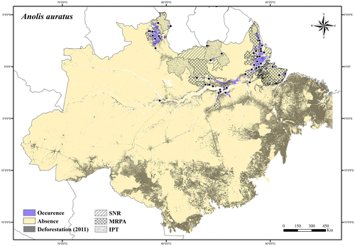 Figure 3. Occurrence area and records of Anolis auratus in the Brazilian Amazonia, showing the overlap with protected and deforested areas.