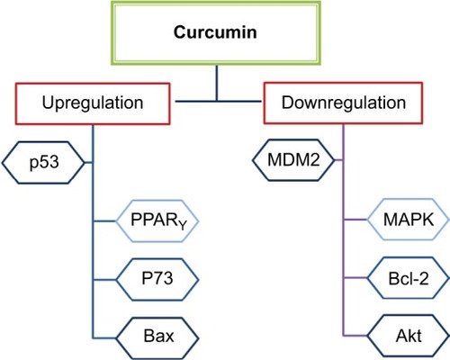 Figure 3 The role of curcumin in regulating p53 in BC.