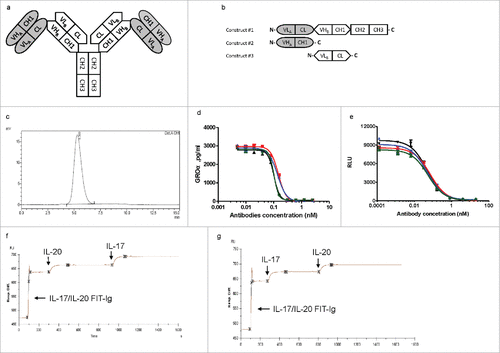 Figure 1. Design, generation and characterization of anti-IL-17/IL-20 Fabs-In-Tandem immunoglobulin (IL-17/IL-20 FIT-Ig) protein. (a) Schematic diagram of IL-17/IL-20 FIT-Ig protein design. (b) DNA construct design of a FIT-Ig. (c) SEC analysis of 293 cell-produced FIT-Ig after one-step Protein A purification. (d,e) IL-17/IL-20 FIT-Ig ( Display full size exhibited neutralization activities against IL-17 (d) and IL-20 (e) with potencies similar to IL-17/IL-20 FIT-Ig (SL) (Display full size) and IL-17/IL-20 FIT-Ig (LL) (Display full size), and also that of the parental mAbs ixekizumab (▴) and 15D2 (▾). IL-17/IL-20 FIT-Ig protein showed tetravalent bispecific binding ability as detected on Biacore by injecting the 2 antigens sequentially over a FIT-Ig protein–coated chip. (f) When IL-17/IL-20 FIT-Ig protein had been saturated by the first antigen (IL-20), the second antigen (IL-17) was injected and a second binding signal was observed. (g) This observation was reproduced when the antigen injection sequence was reversed.