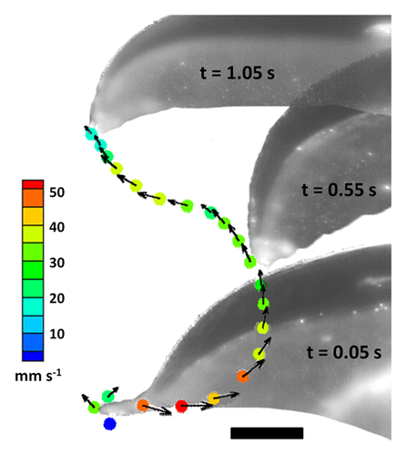 Figure 2. Motion of the bell margin through a complete swimming cycle. Time intervals between points is 0.05 s. Scale bar = 5 mm.