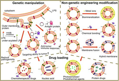 Figure 5 The illustration of MVs engineered by genetic and non-genetic method for drug loading. Genetic manipulation was taken for reducing pathogenicity, enhancing targeting ability to tumor and improving anti-tumor immune response; non-genetic engineering modification including biomineralization, chemical bonding and membrane fusion; the functionalized MVs could load drugs such as chemotherapeutic drugs (e.g., doxorubicin, paclitaxel), nucleic acid (e.g., DNA, siRNA), photosensitizers/photothermal agents (e.g., ICG) and protein drugs (e.g., TRAIL).
