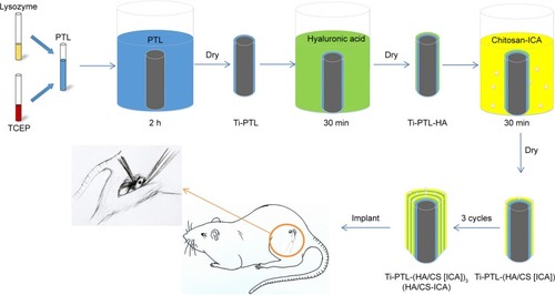 Figure 2 Schematic diagram of in vivo sample preparation: the process of fabricating the HA/CS-ICA multilayer coatings on the PTL-primed Ti implant rods.Abbreviations: CS, chitosan; HA, hyaluronic acid; ICA, icariin; PTL, phase-transited lysozyme; TCEP, Tris (2-carboxyethyl) phosphine hydrochloride; Ti, titanium.