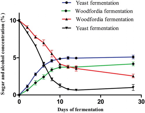 Figure 1. Sugar utilization and alcohol production in traditional and brewer's yeast fermentation. The descending curves show depletion of sugar and ascending curves show production of alcohol in the medium. The values are the average of three concurrent sets of experiments.