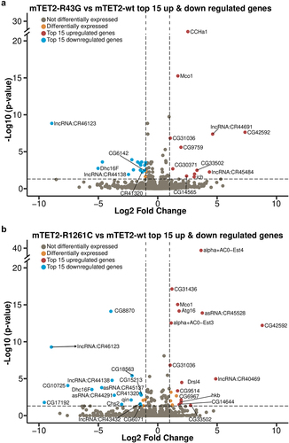 Figure 5. Top 15 enriched genes in mTET2-R43G and mTET2-R1261C fly heads compared to mTET2-wt. Volcano plots representing the most significantly up- or down-regulated genes. Several of these are commonly found in both mTET2-R43G and mTET-R1261C.
