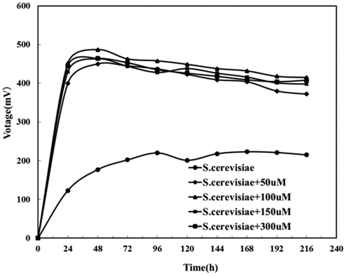 Figure 8. The effect of adding riboflavin on the output voltage of Saccharomyces cerevisiae.