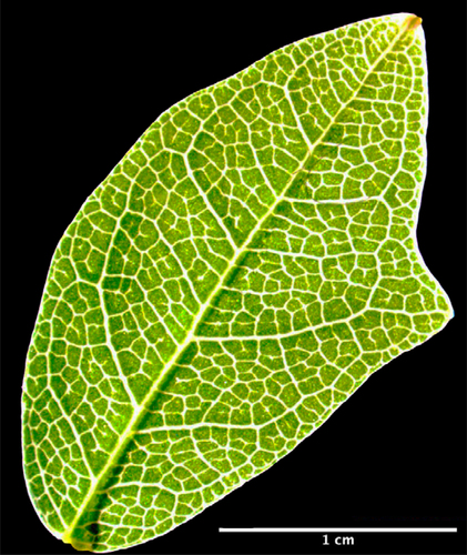 Figure 3. Single lobe mimic leaf. Mimicry attempt to the plastic leaves of artificial host plant.
