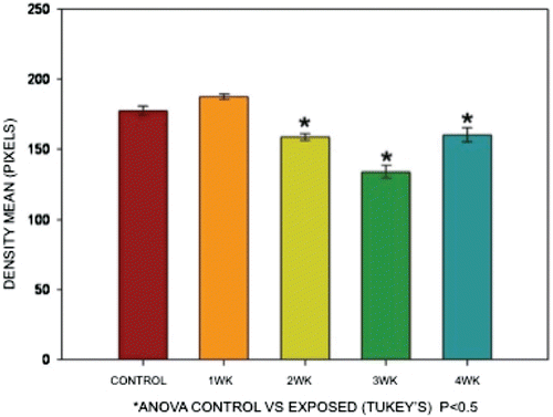 Figure 2.  Mean differences in color density when comparing staining results of tissues from V-exposed mice vs those from controls. The reduction in color density is very evident in tissues from exposed mice; this decrease was progressively worsened as the numbers/total amounts of V exposure proceeded. ANOVA (Tukey’s), p < 0.05.