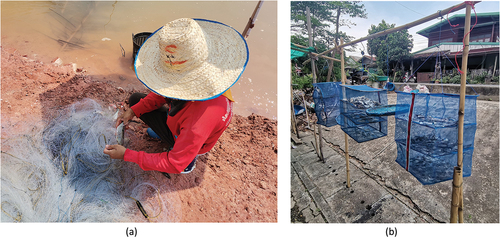 Figure 8. Fishing and livelihoods: (a) a female fisher untangling sheatfish from a fishing net, and (b) preserving fish by drying.