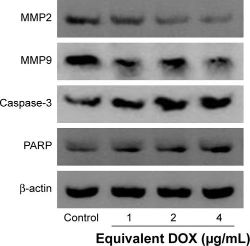 Figure 8 Effects of RGDfC-SeNPs@DOX/siRNA on protein expression levels of MMP2, MMP9, caspase-3 and PARP in HepG2 cells.Abbreviations: DOX, doxorubicin; MMP2, matrix metalloproteinase-2; MMP9, matrix metalloproteinase-9; RGDfC, Arg-Gly-Asp-D-Phe-Cys peptide; SeNPs, selenium nanoparticles.