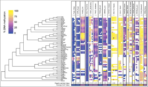 Figure 3. DNA Methylation in UCNEs Across Vertebrates: The DNA methylation of 18 UCNEs are shown for 56 species. UCNEs are listed in order of decreasing CpG density left to right.