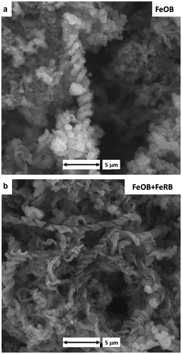 Figure 3. CS surfaces after 14 d exposures to filter sterilized Key West seawater with different bacterial additions. (a) Twisted iron oxide encrusted stalks after exposure with FeOB Mariprofundus sp. M34. (b) Denuded stalks after exposure with co-cultures of FeOB Mariprofundus sp. M34 and FeRB S. japonica.