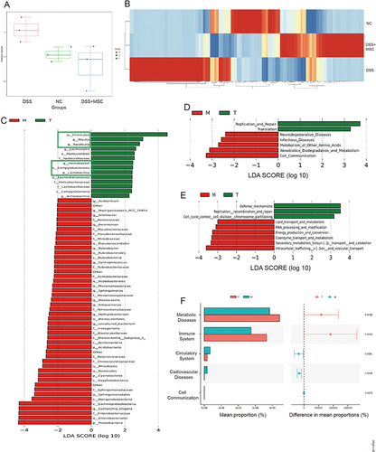 Figure 3 Treatment with MSCs significantly alters the diversity and features of the colon microbiota in DSS-induced colitis. (A) The diversity of gut microbiota in the three groups namely: the negative control (N), DSS (M) and DSS-MSC (T) groups. Tukey’s tests were used to analyze the observed species index and the results are shown as standard boxplots. (B) Heatmap of genus species observed in NC, DSS and DSS-MSC group. (C) The LDA score of DSS (M) and DSS-MSC (T) group based on the taxonomy of LEfSe analysis. (D) The LefSe analysis results based on KEGG function prediction. The most significant function entries of DSS (M) and DSS-MSC (T) group were shown by LDA score. (E) LefSe analysis results based on COG function prediction. The most significant function entries of the DSS (M) and DSS-MSC (T) groups were shown by LDA score. (F) The STAMP analysis results of KEGG function prediction. The most significant function entries of the DSS (M) and DSS-MSC (T) groups were analyzed by Welch’s t-test. N: negative control group; M: DSS group; T: DSS-MSC group.