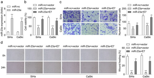 Figure 2. E7 promotes the viability and migration of SiHa and CaSki cell lines by downregulating miR-23a expression. (a) The expression of miR-23a in SiHa and Hela cells after miR-23a mimic transfection. (b) Effects of miR-23a and E7 on CC cell viability were determined by CCK-8. Effects of miR-23a and E7 on CC cell migration were assessed using (c) Transwell assay and (d) wound healing assay. **p < .01 vs. the miR-nc + vector group. ##p < .01 vs. the miR-23a + vector group.