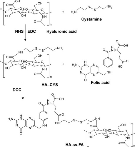 Figure 2 Synthesis pathway of HA-ss-FA conjugate.Abbreviations: CYS, cystamine; DCC, dicyclohexylcarbodiimide; EDC, 1-ethyl-3-(3-dimethylaminopropyl) carbodiimide hydrochloride; FA, folic acid; HA, hyaluronic acid; NHS, N-hydroxysuccinimide.