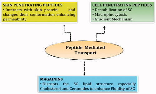 Figure 4. Peptide mediated transport mechanisms for transdermal permeation.