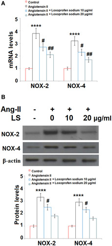Figure 4 Loxoprofen sodium prevented Ang-II-induced expression of NOX-4 in human umbilical vein endothelial cells (HUVECs). (A) mRNA of NOX-2 and NOX-4 (N=5); (B) protein of NOX-2 and NOX-4 (****, P<0.0001 vs vehicle group; #, ##, P<0.05, 0.01 vs Ang-II treatment group, N=3).