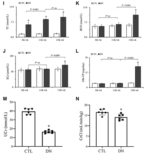 Figure 2 Biological parameters of the CTL group and the DN group at the different experimental weeks. (A) BW. (B) KW. (C) RI. (D) FINS. (E) FBG. (F) IRI. (G) RBG. (H) TG. (I) TC. (J) SCr. (K) BUN. (L) 24h-UP. (M) UCr. (N) CrCl. Data were presented as mean ± SD. *P < 0.05, vs the CTL group at the same week.