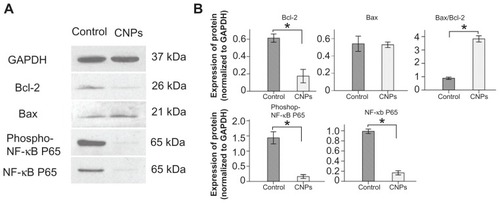 Figure 5 Effect of CNPs on the expression level of Bcl-2, Bax, NF-κB p65, and phospho-NF-κB p65. The SO-Rb 50 cells were incubated with blank micelles or CNPs (54.4 μg/mL) for 48 hours. Western blot analyses were performed with antibodies against Bcl-2, Bax, NF-κB p65, and phospho-NF-κB p65.Notes: GAPDH expression is shown as a loading control. This figure is representative of three independent experiments. The data are presented as means ± standard deviation. Statistical significance is based on the difference when compared with blank micelle-treated cells (*P < 0.001).Abbreviations: CNPs, celastrol nanoparticles; GAPDH, glyceraldehyde 3-phosphate dehydrogenase.