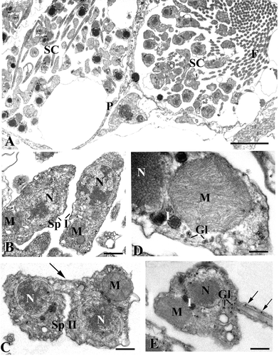 Figure 2. TEM micrographs of spermatogenetic phases.A, two spermatocysts (SC) at different stage of maturation. Note the layer of pinacocyte‐like cells (P) delimiting the cysts. F, flagella (scale bar, 5 μm); B, Spermatocytes of the first order (Sp I). M, mitochondria; N, nucleus (scale bar, 0.7 µm); C, spermatocytes of the second order (Sp II) connected by a cytoplasmic bridge (arrow). M, mitochondrion; N, nucleus (scale bar, 0.5 µm); D, a large mitochondrion (M) in the spermatocyte of the second order. Gl, glycogen; I, round‐shaped electron‐dense inclusions; N, nucleus (scale bar, 0.2 µm); E, spermatid. Note the presence of glycogen in the basal region of the tail (arrows). Gl, glycogen; I, electron‐dense inclusions; M, mitochondrion; N, nucleus (scale bar, 0.4 µm).