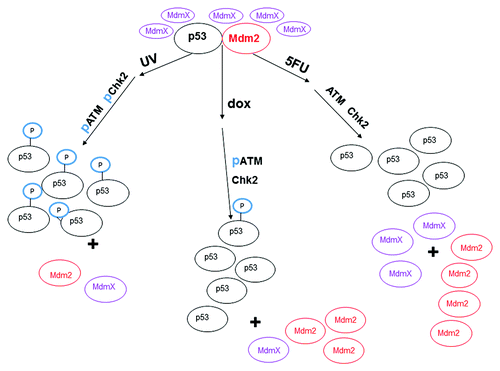 Figure 8. Model of changes in ATM and Chk2 and the effect on the interaction between p53, MdmX, and Mdm2 after treatment of MCF-7 cells with various DNA damaging agents. After treatment of MCF-7 cells with UV, ATM and Chk2 are activated by phosphorylation (represented as “p”) and phosphorylate p53 at serine 15 (represented as “P” sphere on p53). The phosphorylated p53 no longer interacts with Mdm2 which allows accumulation of the p53 protein. ATM is phosphorylated upon treatment of the cells with doxorubicin (dox) for 12 h, but Chk2 is not phosphorylated after this treatment. The p53 protein harvested from dox treated MCF-7 cells is minimally phosphorylated at serine 15 and does not interact with Mdm2. Neither ATM, nor Chk2 are activated in MCF-7 cells treated with 5-fluorouracil (5FU), and the p53 protein harvested from 5FU treated MCF-7 cells is not phosphorylated at serine. The difference in protein levels is approximately represented by the different number of ovals.