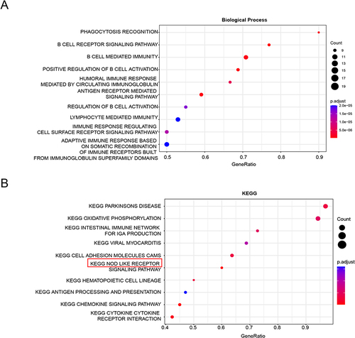 Figure 4 GO and KEGG pathway analysis of APOL1 and CXCL1 co-expressed genes. (A) GO analysis of APOL1 and CXCL1 co-expressed genes. (B) KEGG pathway analysis of APOL1 and CXCL1 co-expressed genes.