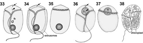 Figs 33–38. Line drawings of Bindiferia fragilissima (33–35) and B. boggaya (36–38). fb, food body; n, nucleus; arrows indicate stigma; arrowheads indicate sulcal extension.Figs 33, 34, 36, 38. Ventral views.Figs 35, 37. Dorsal views.Fig. 38. Drawing from the original description (Murray & Patterson Citation2002)