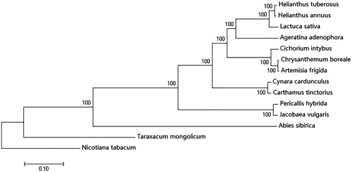Figure 1. Neighbour-joining phylogenetic tree of Cichorium intybus based on 14 complete chloroplast genome sequences using Nicotiana tabacum as an out-group. Numbers in the nodes are bootstrap values based on 1000 replicates. Accession numbers are listed as below: Helianthus_tuberosus MG_696658, Helianthus_annuus NC_007977, Lactuca sativa NC_007578, Cynara cardunculus KM_035764, Ageratina_adenophora NC_015621, Chrysanthemum boreale MG_913594.1, Artemisia frigida NC_020607, Cynara cardunculus KM_035764, Carthamus tinctorius KX_822074, Pericallis_hybrida KT_285537, Jacobaea vulgaris NC_015543, Abies sibirica NC_035067, Taraxacum mongolicum NC_031396, and Nicotiana tabacum NC_001879.