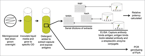 Figure 4. MATS assay. Bacteria are grown overnight. A bacterial suspension is grown to a specific OD and detergent is added to the suspension to extract the capsule and expose the antigens. Serial dilutions of the extract are tested by ELISA. fHBP, NHBA, and NadA coverage is assessed by defining a relative potency of the tested strain versus a reference strain for each antigen and then extrapolating a relative potency to a positive bactericidal threshold. PCR genotyping is used to identify PorA. ELISA = enzyme-linked immunosorbent assay; fHBP = factor H binding protein; MATS = Meningococcal Antigen Typing System; NadA = Neisserial adhesin A; NHBA = Neisserial heparin binding antigen; OD = optical density; PCR = polymerase chain reaction; PorA = porin A.