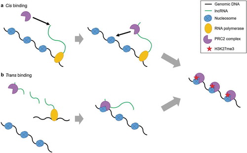 Figure 1. lncRNA mediated PRC2 binding. RNA immunoprecipitation studies showed the first association of RNA with PRC2. The binding of lncRNA with PRC2 was thought to be the reason behind PRC2 recruitment, and this gave rise to the idea of lncRNA specific binding of PRC2. lncRNA guided PRC2 to the target gene locus where it would identify repressive chromatin markers (H3K27me3/H2AK119ub) and cause gene repression. PRC2 was seen to deposit H3K27me3 on chromatin and cause gene repression either in cis (A) as was seen in case of Xist and RepA for XCI and in trans (B) as was seen in HOTAIR-mediated suppression of HOXD locus.