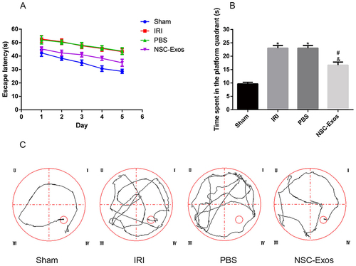 Figure 2 Effects of NSC-Exos on the cognitive ability in rats after MCAO. The escape latency and the exploration time of the target quadrant in MCAO rats increased, but NSC-Exos treatment reversed the outcome and improved spatial learning and memory function. (A) The time of the latency period. MCAO rats had significantly longer escape latency, learning memory and navigation ability were impaired. (B) The time spent in the target quadrant. The time spent in the target area was prolonged after treatment, and less time was spent exploring target quadrant. (C) The trajectory diagram of rats in each group. The directionality of the trajectory of normal rats were clear, while the injured rats were chaotic (*P<0.05 vs Sham group; #P<0.05 vs IRI group; &P<0.05 vs PBS group).