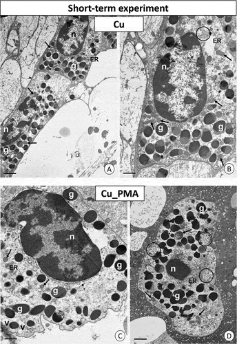Figure 4. Short-term experiment. TEM images of granulocytes of adult specimens of Steatoda grossa from the Cu (a, b) and Cu_PMA (c, d) experimental groups. Nuclei (n), granules of different electron densities (g), mitochondria (black arrows), glycogen granules (black circles), vacuoles (v), cisterns of the endoplasmic reticulum (ER). TEM. (a) Scale bar = 1.4 µm. (b) Scale bar = 1.2 µm. (c) Scale bar = 1.2 µm. (d) Scale bar = 1.4 µm.