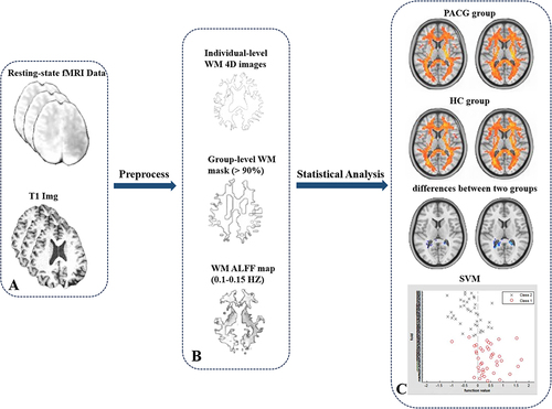 Figure 1 Flow chart of preprocessing, metric calculation, and statistical analysis in this study. Data acquisition of fMRI and T1 in subjects (A) white matter function calculation(B) Differences in white matter function between the two groups and machine learning (C).