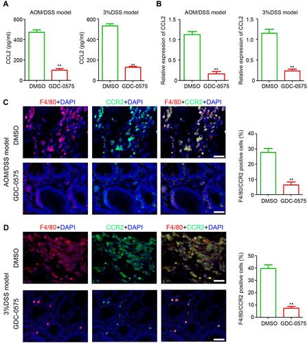 Figure 5 GDC-0575 inhibits CCL-2 expression and CCR2+ macrophages infiltration in colons. (A) ELISA analysis of CCL2 expression in colons of CAC mice and colitis mice treated with DMSO or GDC-0575 (n=3, **p<0.01). (B) ELISA analysis of CCL2 expression in colons of CAC mice and colitis mice treated with DMSO or GDC-0575 (n=3, **p<0.01). (C) Immunofluorescence staining of F4/80 and CCR2 expression in colons of CAC mice treated with DMSO or GDC-0575. The percentage of F4/80 and CCR2 positive cells in each frame was analyzed (n=3, **p<0.01; Scale bar = 200 μm). (D) Immunofluorescence staining of F4/80 and CCR2 expression in colons of colitis mice treated with DMSO or GDC-0575. The percentage of F4/80 and CCR2 positive cells in each frame was analyzed (n=3, **p<0.01; Scale bar = 200 μm).