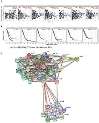 Figure 5 The relationships of EXO1 with immune cells and the PPI network of EXO1. (A) The infiltrating levels of B cells and CD4 + T cells were negatively associated with EXO1 expression in LUAD patients. (B) Survival analysis showed that low levels of B cells and DCs predicted poor OS in LUAD. (C) The top 25 hub genes from the PPI network were shown. p < 0.05 was considered to be significant.