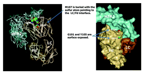 Figure 14. Crystal structure of trastuzumab (Herceptin®) Fab in complex with the extracellular domain of human HER2 (pdb code: 1N8Z). Sphere presentations are shown for Fd amino acid residues G101, Y105, and M107.