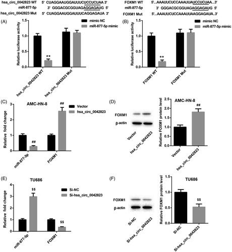 Figure 3. Hsa_circ_0042823 promoted FOXM1 expression by sponging miR-877-5p. (A and B) The relationship among hsa_circ_0042823, miR-877-5p and FOXM1 was verified through luciferase assay. (C and D) The mRNA and protein expression of miR-877-5p and FOXM1 in the AMC-HN-8 cells following hsa_circ_0042823 overexpression was estimated by qRT-PCR and WB. (E and F) The mRNA and protein expression of miR-877-5p and FOXM1 in the TU686 cells following hsa_circ_0042823 knockdown was estimated by qRT-PCR and WB. **p < .01 compared with mimic NC; ##p < .01 compared with Vector; $$p < .01 compared with Si-NC.