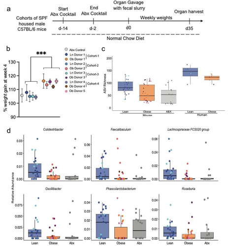 Figure 1. The gut microbiota from obese individuals induces significant weight gain independent of obesogenic diet, genetics, and in mice with a normal immune system. (a) schematic of experimental approach, male SPF-C57BL/6 mice maintained on a normal chow diet were treated with oral antibiotics on alternate days for two weeks. Mice were colonized with fecal slurry from cohorts of deidentified human lean (BMI <25) or obese (BMI > 30) donors 3 d after last antibiotic gavage and were monitored for weight change over five weeks. (b) graph depicts weight gain at four-weeks post colonization along all the cohorts. (c) 16s rRNA sequencing on donor samples and colonic contents of colonized mice revealed reduced richness at the level of amplicon sequence variants (ASVs). (d) six taxa that were significantly reduced in the colonic contents of mice colonized with microbiotas from obese individuals. Each dot represents an individual mouse with color coding for each donor. Dot plot show the mean ± SD, * = p < 0.05; ** = p < 0.01, ns = non- significant. Statistics were performed using an unpaired student’s t test. Bar plots show median with interquartile range of relative abundance of ASVs for each group with individual data points overlayed.