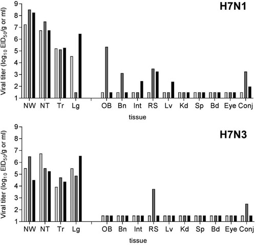 Figure 3. Replication of LPAI H7 viruses from 2018 in ferrets. Three ferrets were inoculated with 106 EID50 in 1 ml of ck/TX (H7N1) or tky/CA (H7N3) virus and euthanized day 3 p.i. for collection of systemic tissues. Clarified tissue homogenates were titered in eggs. Bars represent individual ferrets. The limit of virus detection was 101.5 EID50/ml. NW, nasal wash; NT, nasal turbinate; Tr, trachea; Lg, lung; OB, olfactory bulb; Bn, pooled anterior and posterior brain; Int, intestine (pooled duodenum, jejunoileum, and descending colon); RS, rectal swab; Lv, liver; Kd, kidney; Sp, spleen; Bd, blood; Eye, pooled right and left eyes; Conj, pooled right and left conjunctival tissue. All tissue titres are expressed per g of tissue with the exception of NW, NT, Bd, Eye, and Conj which are expressed per ml of tissue.