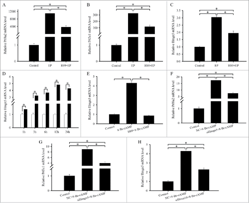 Figure 6. Hmgn5 acts downstream of Hoxa10 to mediate the effects of cAMP on the differentiation of uterine stromal cells. (A–C) Effects of H89 on the expression of Prl8a2, Prl3c1 and Hmgn5 during in vitro decidualization. (D) Hmgn5 expression in the uterine stromal cells treated with 8-Br-cAMP for 1, 3, 6, 12 and 24 h. (E) Hmgn5 expression after uterine stromal cells were treated with 8-Br-cAMP, or both 8-Br-cAMP and H89. (F and G) Hmgn5 mediated the effects of cAMP on the expression of Prl8a2 and Prl3c1. After transfection with Hmgn5 siRNA and addition of 8-Br-cAMP, the expression of Prl8a2 and Prl3c1 was determined by real-time PCR. (H) Effects of cAMP on the expression of Hmgn5 via Hoxa10.