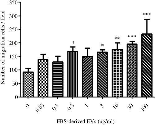 Fig. 3.  FBS-derived extracellular vesicles induce migratory phenotype in an epithelial cell line. FBS-derived EVs were collected at 120,000×g for 18 hours, washed in PBS and re-pelleted for 70 minutes at 120,000×g. Isolated vesicles were incubated with A549 cells, but were separated by a gelatin coated membrane in a Boyden chamber to evaluate cellular transmigration towards variable EVs concentrations. FBS-derived EVs showed a dose-dependent response in inducing migration in A549 cells. Kruskal-Wallis test was used to determine significant differences. Comparisons were only made against the control. *p<0.05, **p<0.01, ***p<0.001. n=3. Spearman Rank gave a significant correlation of Rs=0.82.
