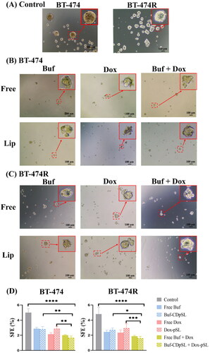 Figure 7. Buf And Dox inhibit sphere formation of BCSCs in BT-474 and BT-474R. (A) Morphologies of spheres formed in untreated BT-474 and BT-474R cells (control). (B,C) Morphologies of spheres in BT-474 (B) and BT-474R (C) after being treated with Buf (10 nM) and Dox (100 nM) mono-or combination either as free drug or liposomes for 5 days. Cells were seeded at 4000 cells per well in ultra-low adherent 24 well plate. (D) SFE of BT-474 and BT-474R with or without (control) Buf and Dox treatment (mean ± SD). *p < 0.05; **p < 0.01; ***p < 0.001; ****p < 0.0001. The experiments were repeated three times, with two wells for each treatment in each experiment, and images from one experiment are presented.