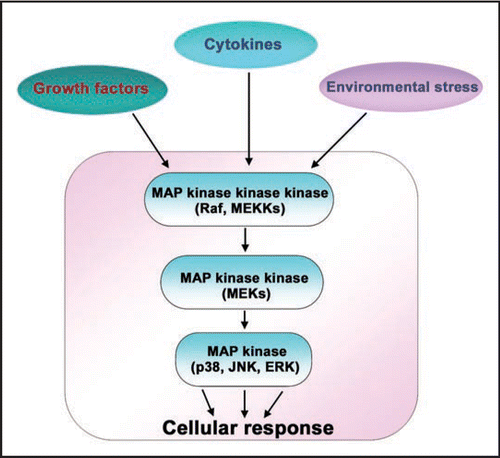 Figure 1 Mitogen-activated protein kinase pathways. Mitogen-activated protein kinase (MAPK) pathways are stimulated by a variety of extra-cellular stimuli, including, growth factors, cytokines or environmental stress. The MAPK cascades constitute three sequentially activated kinase complexes. MAPKs, which include p38, c-Jun N-terminal kinase (JNK) and Extra-cellular regulated kinase (ERK) are substrates for phosphorylation by MAP kinase kinases (MKKs). The MAP kinase kinases are in turn phosphorylated by MAP kinase kinase kinases (MEKKs). The activated MAPK ultimately induce an appropriate cellular response. Different stimuli activate either p38 or JNK or ERK pathways via different combinations of MEKKs and MKKs. Note: for more information on MAP kinase proteins and their upstream kinases refer to Dong et al.Citation2