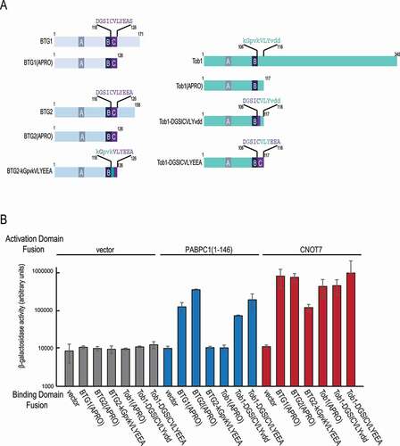 Figure 4. The boxC motif is sufficient and necessary to allow binding to PABPC1