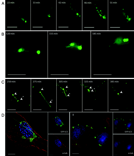 Figure 2. Tubulovesicular autophagosomes generate tubular extensions and require microtubules (see Vids. S1–S3). (A and B) CHO cells expressing GFP-LC3 were incubated in nutrient media containing cationic lipoplex for the duration of the experiment. Images were captured from live cells at the indicated times. (C) The cells were imaged in the presence of 20 μg/ml cycloheximide. (D) CHO cells expressing GFP-LC3 were incubated in nutrient media containing cationic lipoplex (i) or cationic lipoplex and 5 mM nocodazole (ii) for 4 h, fixed and immunostained for tubulin (red).