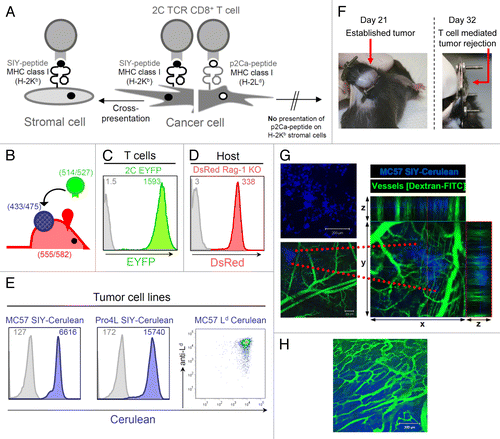 Figure 1. Tumor model for in vivo longitudinal imaging of solid established tumors growing behind skin-fold window chambers. (A) Model of T cell-recognized tumor antigens presented directly and/or indirectly to 2C transgenic CD8+ T cells. 2C T cells recognize the self-peptide p2Ca presented on MHC class I Ld which can only be presented directly. 2C T cells also recognize the synthetic SIYRYYGL (SIY) peptide in context of MHC class I Kb. SIY can be directly presented by Kb-positive cancer cells as well as cross-presented by antigen-presenting cells (APC) expressing Kb. (B) Color-coded T cells, cancer cells and host stromal cells; T cells express EYFP as transgene, cancer cells are transduced to express Cerulean, and host cells, including tumor stromal cells, express DsRed. Numbers indicate excitation/emission wavelengths for fluorescent proteins. (C) Fluorescence intensity of T cells from 2C TCR × EYFP transgenic F1 mice. EYFP expression of CD8+ and Vß8.1 double-positive cells was analyzed by flow cytometry; gray line represents the background fluorescence of T cells from 2C TCR transgenic mice lacking the fluorescent transgene. (D) CD11b+ cells isolated from a spleen of DsRed Rag1−/− mice express high level of DsRed. CD11b+ splenocytes from a litter mate that does not express the transgene DsRed are used as control (gray line); DsRed expression might potentially vary in different types of stromal cells. (E) The MC57 cell line was transduced to express the model tumor antigens SIY-Cerulean or Ld and Cerulean. Pro4L was transduced to express SIY-Cerulean. All transduced tumor lines were FACS-sorted for high expression of Cerulean. The inset numbers indicate the mean fluorescence intensity. Untransduced tumor cells are included for comparison (gray lines). (F) Tumor growth and T cell-mediated eradication of large, established tumors developing behind the dorsal window. A dorsal window and MC57-SIY-Cerulean cancer cells were implanted onto the back skin fold of C57Bl/6 Rag−/− mice as described in Methods and Figure S2. By day 21, large established tumors developed behind the window. After adoptive transfer of activated, antigen-specific 2C T cells tumors regressed and were eliminated (day 32). (G) Fourteen hours after window implantation and MC57-SIY-Cerulean cancer cell transplantation, cancer cells were imaged by confocal microscopy (top picture); to visualize pre-established vasculature, 2.000.000 MW fluorescein-conjugated dextran was injected i.v. into the mouse (lower picture); data are representative of more than 15 displays of different injection areas, n = 3 mice. Z-stack images were recorded and x-y plane, xz and yz projections are shown to the right (z = 220μm). (H) Eighteen days later, the same tumor, now large and established, was imaged. The existence of irregular micro-vasculature typical for established tumors was visualized by dextran-FITC injection; data are representative of at least 2 mice.