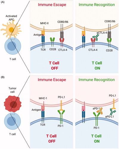 Figure 1. Representative mechanisms of action of monoclonal antibodies used in immune checkpoint blockade. (A) The binding of CTLA-4 to CD80/86 results in inhibition of T cell activity. An antibody to CTLA-4 (aCTLA-4) prevents this inhibitory interaction resulting in T cell activation. (B) The binding of PD-L1 to PD-1 on T cells results in inhibition of T cells. Monoclonal antibodies to PD-1 (aPD-1) and PD-L1 (aPD-L1) prevent this inhibitory interaction resulting in T cell activation.