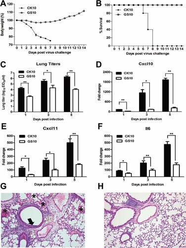 Figure 1. Pathogenicity of CK10 and GS10 in mice. (A) Mean weight loss of mice infected with 105.0 EID50 of CK10 and GS10 viruses (n = 5). Mice were humanely killed when they lost ≥ 25% of their initial body weight. Error bar represents stand deviation (SD). (B) Survival rate of mice infected with the indicated viruses (n = 5). (C) Viral replication in the mouse lung. Values shown are the mean ± SD of the results from five individuals (*p < 0.05). Asterisk indicates significant difference between the CK10 and the GS10 virus. (D) – (F) Cytokines and chemokines expression in the mouse lung. Levels of cytokine or chemokine were expressed as the mean fold change ± standard error (SE) of the mean. *p < 0.05 and **p < 0.01, asterisk or double asterisk indicates significant difference between CK10 and GS10. (G) and (H) Representative histopathological changes in H&E (hematoxylin and eosin)-stained lung tissues on day 1 p.i.. (G) CK10 virus-infected mouse lung. Pulmonary alveolar hemorrhage (shown as asterisk), bronchial mucosa injury and accompany by inﬂammatory cells infiltration around the bronchus (shown as black arrow). (H) GS10 virus-infected mouse lung. No obvious histopathology was observed in the GS10 virus-infected mouse lung.