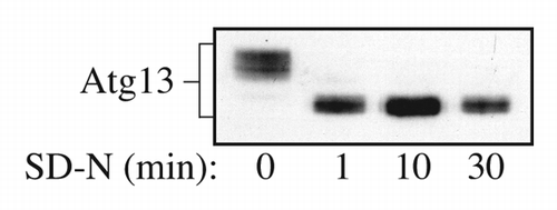 Figure 1. Detection of overexpressed Atg13 using rabbit polyclonal antiserum. Yeast cells overexpressing Atg13 were grown in SD and then shifted to SD-N at time 0. Samples were collected at the indicated time points and analyzed by SDS-PAGE and western blot using antiserum to Atg13. This figure is a modification of data previously published in reference Citation8, and is reproduced by permission of the American Society for Biochemistry and Molecular Biology and Elsevier, copyright 2000.