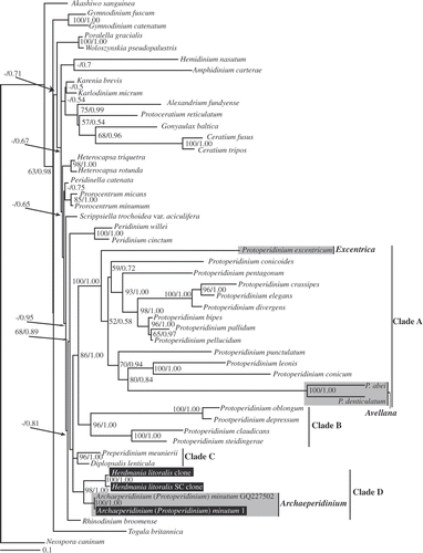 Fig. 25. Maximum-likelihood tree inferred from LSU rDNA sequences. RAxML bootstrap values (ML) over 50 and Bayesian posterior probabilities (PP) over 0.50 are shown at the nodes (ML/PP). Clades A–D are labelled and marked with vertical lines on the right. The species highlighted by grey boxes are those hithero assigned to Protoperidiniu subgenus Archaeperidinium. The scale bar represents inferred evolutionary distance in changes site–1. DNA sequences generated in this study are indicated in black boxes.